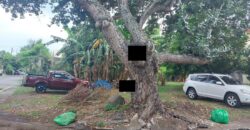 Corner Lot For Sale In Ayala Alabang Village