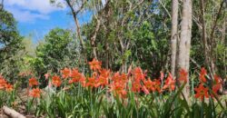 Mango Farm Lot for Sale in Brgy. Libato San Juan Batangas