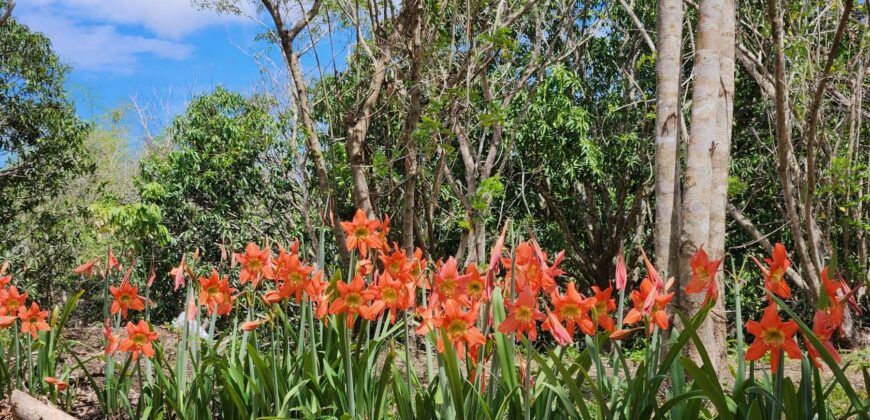 Mango Farm Lot for Sale in Brgy. Libato San Juan Batangas