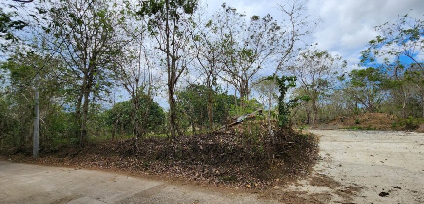 Mango Farm Lot for Sale in Brgy. Libato San Juan Batangas