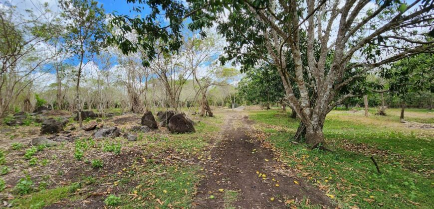 Mango Farm Lot for Sale in Brgy. Libato San Juan Batangas