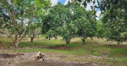 Mango Farm Lot for Sale in Brgy. Libato San Juan Batangas