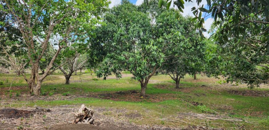 Mango Farm Lot for Sale in Brgy. Libato San Juan Batangas