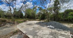 Mango Farm Lot for Sale in Brgy. Libato San Juan Batangas