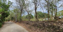 Mango Farm Lot for Sale in Brgy. Libato San Juan Batangas