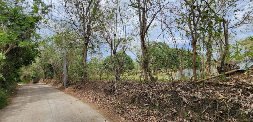 Mango Farm Lot for Sale in Brgy. Libato San Juan Batangas