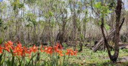 Mango Farm Lot for Sale in Brgy. Libato San Juan Batangas