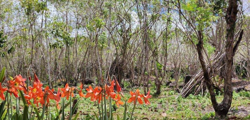 Mango Farm Lot for Sale in Brgy. Libato San Juan Batangas