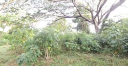 Farm/Residential Lot in Brgy Ambulong, Tanauan, Batangas