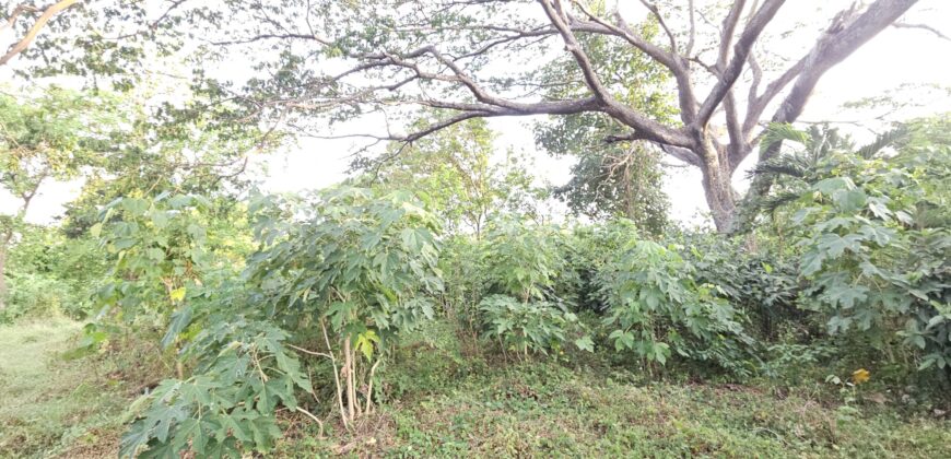 Farm/Residential Lot in Brgy Ambulong, Tanauan, Batangas