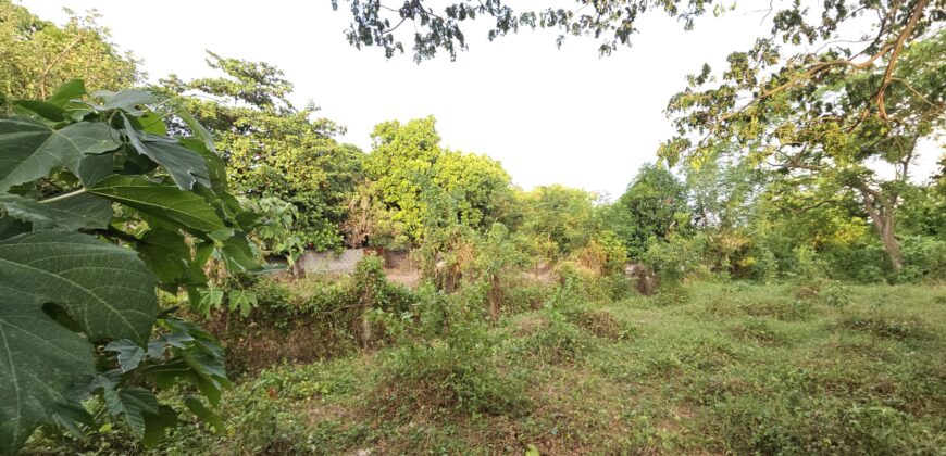 Farm/Residential Lot in Brgy Ambulong, Tanauan, Batangas